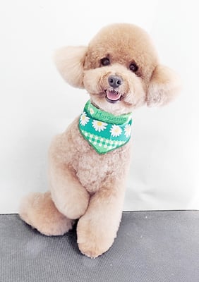 佐多ぶいちゃん