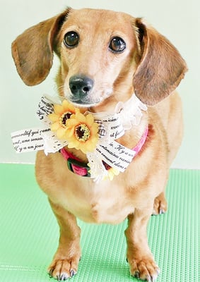 別府モモちゃん