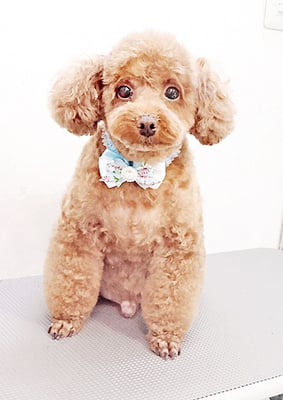 新屋敷コウちゃん