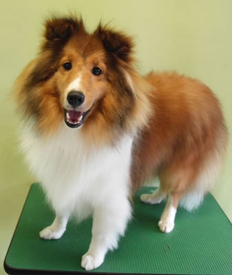 泊口みらちゃん