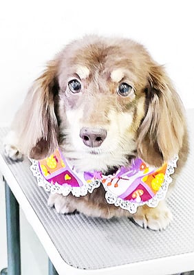 種子島レアちゃん