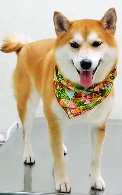 小村ゆずちゃん