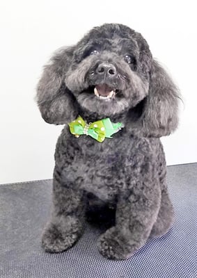 本坊ダノちゃん