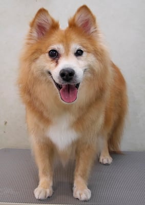 村松ゴンちゃん