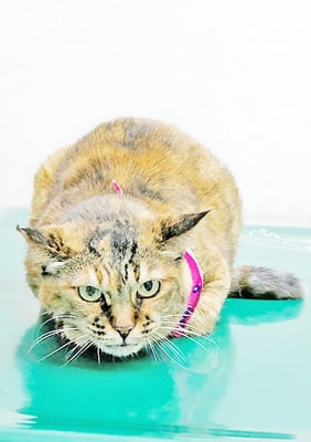 玉手サビちゃん