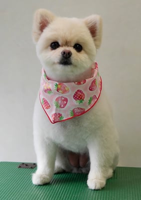 千葉チビちゃん