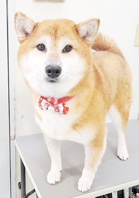 姶良レンちゃん