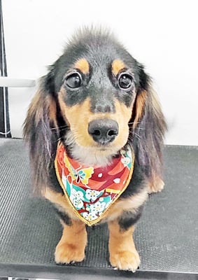 馬ラッキーちゃん