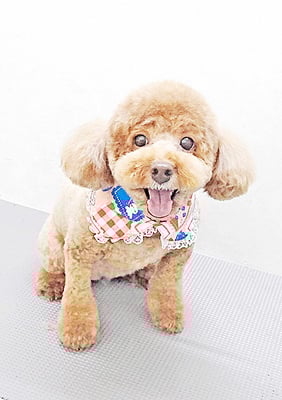 木村プリンちゃん