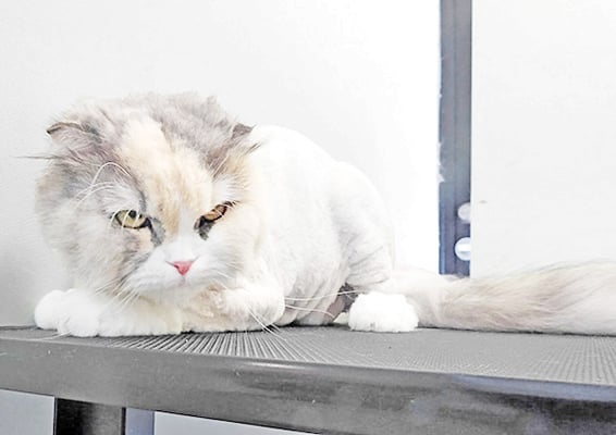 神田くーくーちゃん