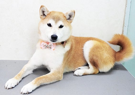 川﨑すももちゃん