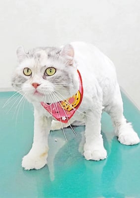 古藤モナカちゃん