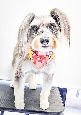 迫田プーちゃん