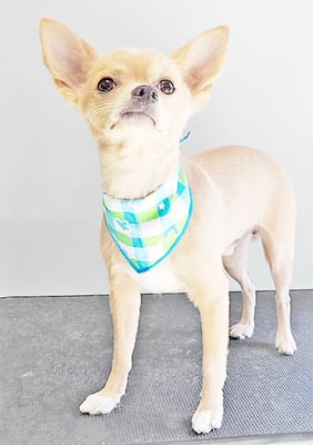 池田リブちゃん