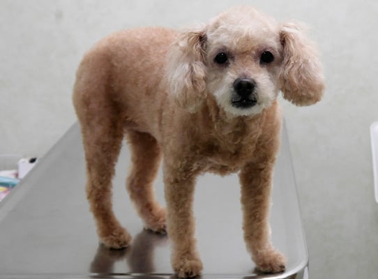 川原モップちゃん