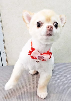 作島うみちゃん