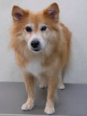 村松ゴンちゃん