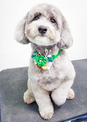 橋口最中ちゃん