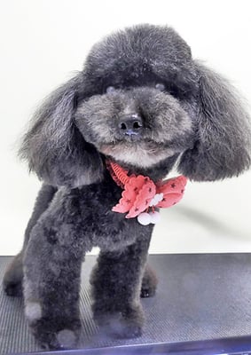 藤村スピナちゃん