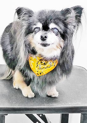 福留まろちゃん