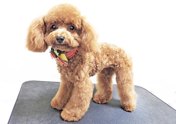 松下フクちゃん