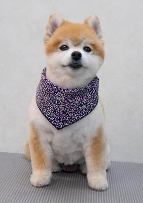 別府ろなちゃん