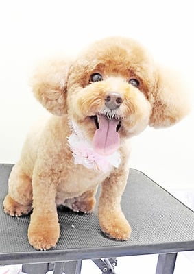 木村プリンちゃん