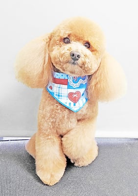 佐多ぶいちゃん