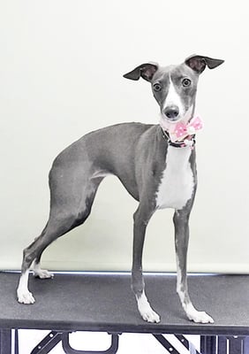 宮下レジーナちゃん