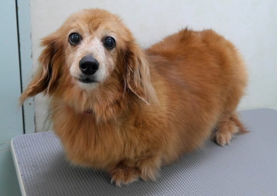 川吉モモちゃん