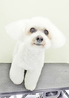 吉本ラピスちゃん