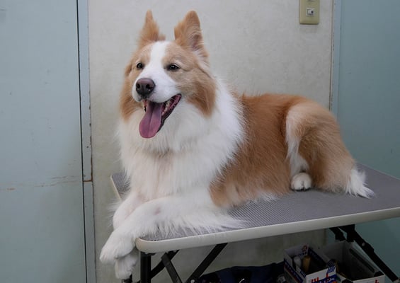 森本アンズちゃん