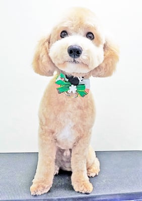 有村ルークちゃん