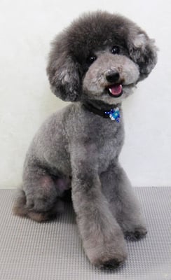 板敷コナンちゃん