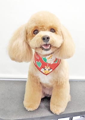 丸山小琴ちゃん