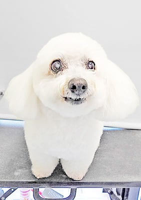 吉本ラピスちゃん