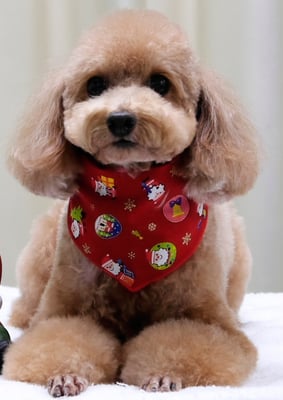 小野ハナちゃん