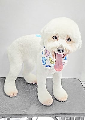 石元ぽちゃちゃん