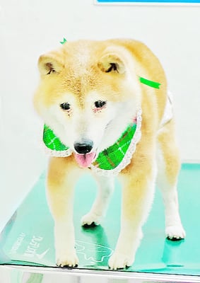 中森ラフちゃん