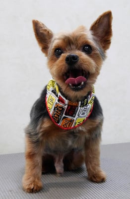 松川ティンキーちゃん