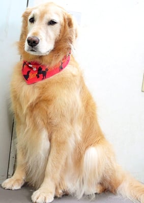 菊川チェリーちゃん