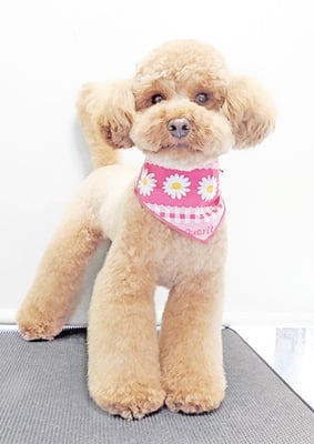 福島ベルちゃん