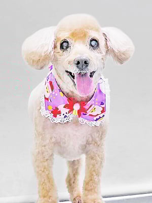 本田ゆめちゃん