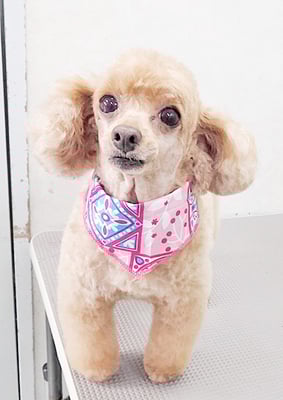 森崎ネネちゃん