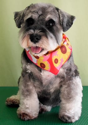 能見アッフェルちゃん