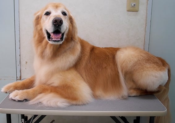 園田ファミレちゃん