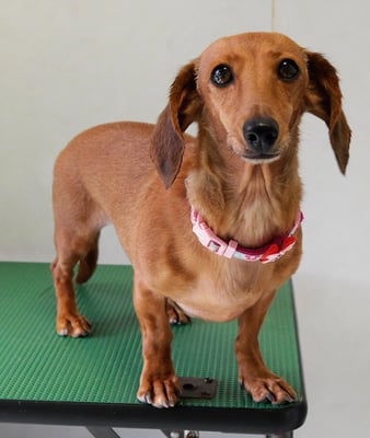 別府モモちゃん