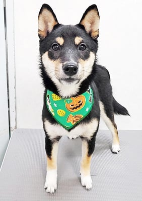 平野れんちゃん