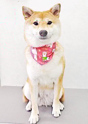 玖須ルビーちゃん