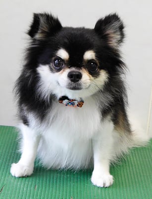 濱本シュウちゃん